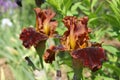 Tall Bearded Iris `Copatonic`