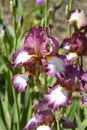 Tall bearded iris Crinoline Royalty Free Stock Photo