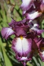 Tall bearded iris Crinoline Royalty Free Stock Photo