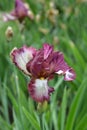 Tall bearded iris Crinoline