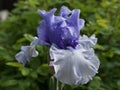 Tall Bearded Iris `Crowned Heads`