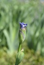 Tall Bearded Iris Eagles Flight Royalty Free Stock Photo