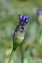 Tall Bearded Iris Eagles Flight Royalty Free Stock Photo