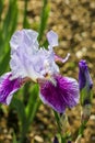 Tall bearded iris flower - Meissner Porzellan, (Germanica Berbata-Elatior Group) Royalty Free Stock Photo