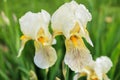 Tall bearded iris flower \