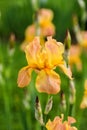 Tall bearded iris flower \