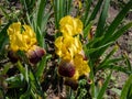 Tall bearded iris (Iris germanica) \'Flammenschwert\' blooming glowing golden yellow standards and deep Royalty Free Stock Photo