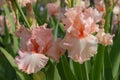 Tall bearded iris, Happenstance, in a flower bed