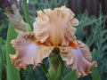 Tall Bearded Iris `Homebody`