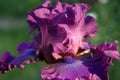 Tall Bearded Iris `I feel Lucky` close-up