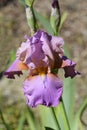 Tall bearded iris Laurie Royalty Free Stock Photo
