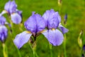 Tall bearded Iris pallida, the Dalmatian iris or sweet iris Royalty Free Stock Photo