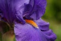 Tall Bearded Iris `Paul Black` close-up Royalty Free Stock Photo