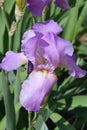 Tall bearded iris Pink Plume