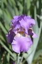 Tall bearded iris Pink Plume