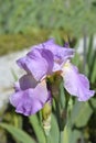 Tall bearded iris Pink Plume