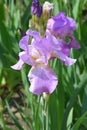 Tall bearded iris Pink Plume