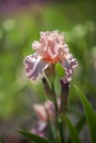 Tall Bearded Iris Pond Lily