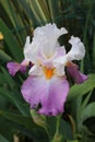 Tall Bearded Iris. Raindrops on a Tall Bearded Iris flower. Royalty Free Stock Photo