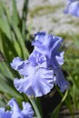 Tall bearded iris Rapture in Blue