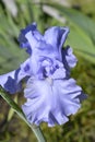 Tall bearded iris Rapture in Blue