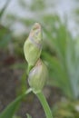 Tall bearded iris Rapture in Blue