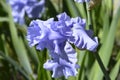 Tall bearded iris Rapture in Blue