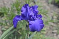 Tall bearded iris Royal Regency