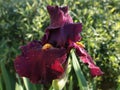 Tall Bearded Iris `Saturday Night Live`