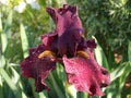 Tall Bearded Iris `Saturday Night Live`