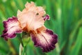 Tall bearded Iris Secret Melody with apricot standards apricot falls, Royalty Free Stock Photo