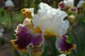 Tall bearded iris, Sordid Lives