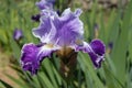 Tall bearded iris flower, Telepathy, in a spring garden