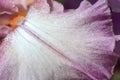 Tall bearded iris Waltzing Princess Royalty Free Stock Photo