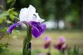 Tall Bearded Iris with white and blue flowers. Copy space Royalty Free Stock Photo