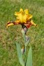 Tall bearded iris Whoop em up Royalty Free Stock Photo