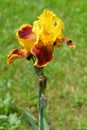 Tall bearded iris Whoop em up Royalty Free Stock Photo