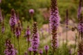 Tall Beautiful Blazing Star Liatris Flowers