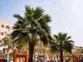 Beautiful, tall date palms on the street of the resort town.