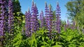 Tall and beautiful lilac flowers of Lupinus grow along roads and meadows in summer Royalty Free Stock Photo