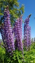 Tall and beautiful lilac flowers of Lupinus grow along roads and meadows in summer Royalty Free Stock Photo