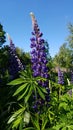 Tall and beautiful lilac flowers of Lupinus grow along roads and meadows in summer Royalty Free Stock Photo