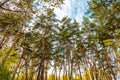 Tall beautiful trunks of pines in the autumn forest against the background of a bright blue sky Royalty Free Stock Photo