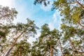 Tall beautiful trunks of pines in the autumn forest against the background of a bright blue sky Royalty Free Stock Photo