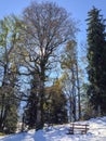 Tall beech in backlight in winter Royalty Free Stock Photo