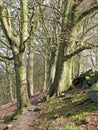 Tall beech trees alongside a narrow rocky path in morning sunlight in crow nest woods in west yorkshire