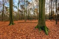 Tall beech trees in a carpet of fallen brown-red leaves Royalty Free Stock Photo