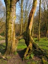 Tall beech trees with joined exposed twisted roots in a grass covered forest clearing in bright early spring sunlight