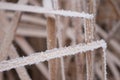 Two bent plants covered in ice and snow Royalty Free Stock Photo