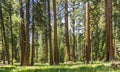 Tall and big sequoias in sequoia national park Royalty Free Stock Photo
